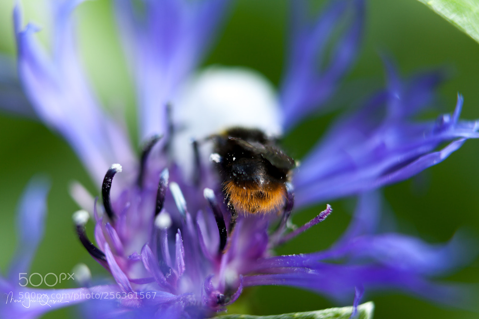 Canon EOS 5D Mark II sample photo. Bleuet 2 photography