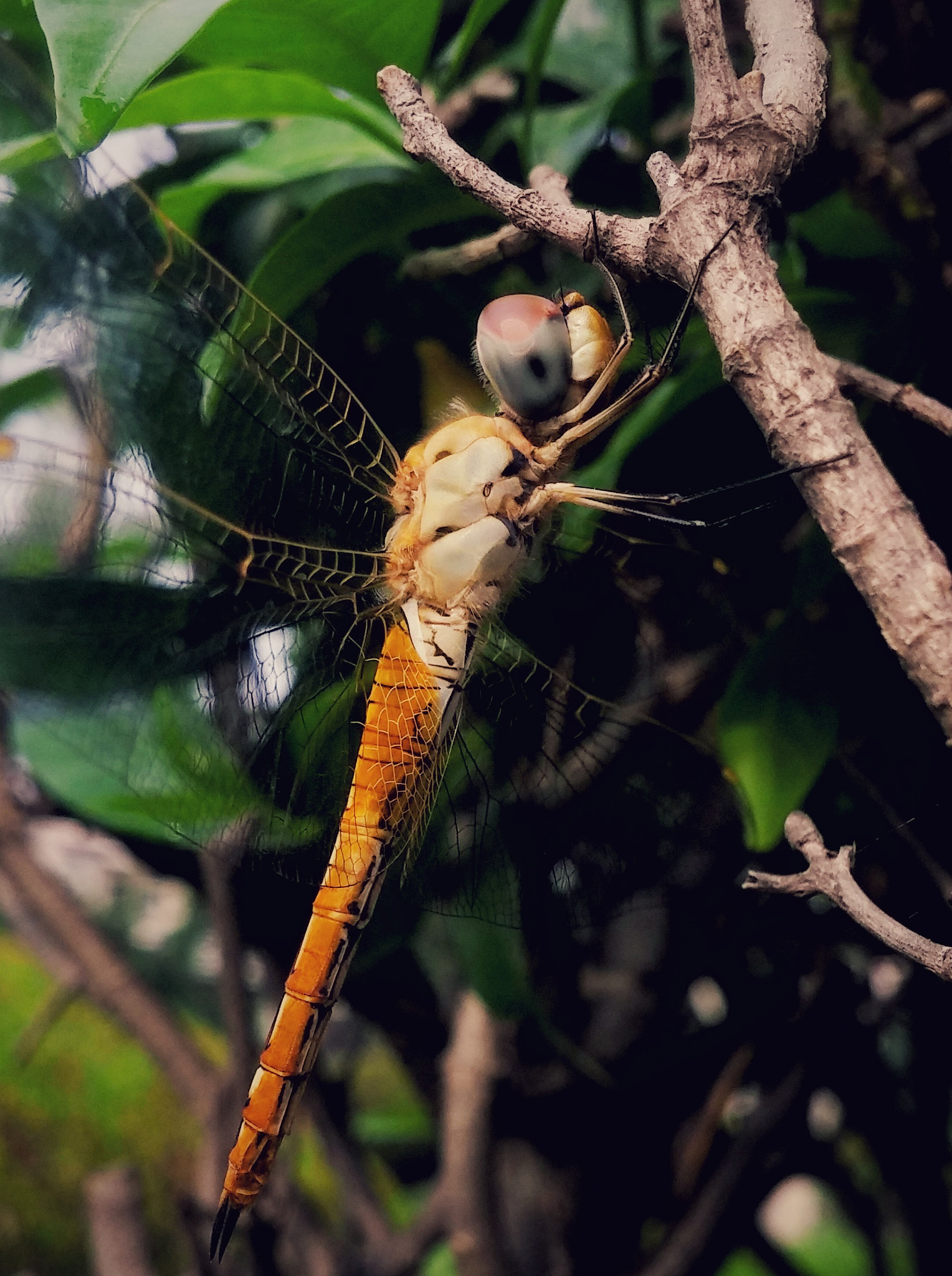LG G3 sample photo. Dragonfly photography