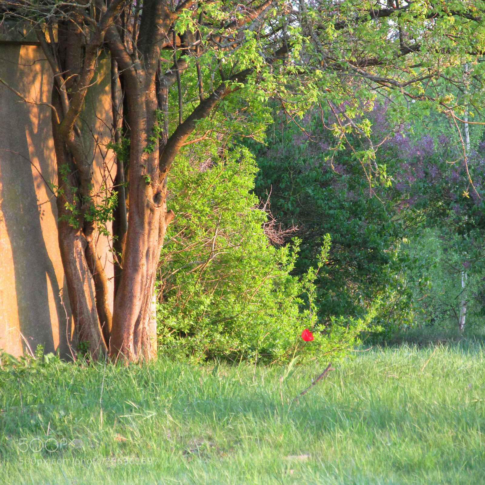 Canon PowerShot SX170 IS sample photo. Poppy photography