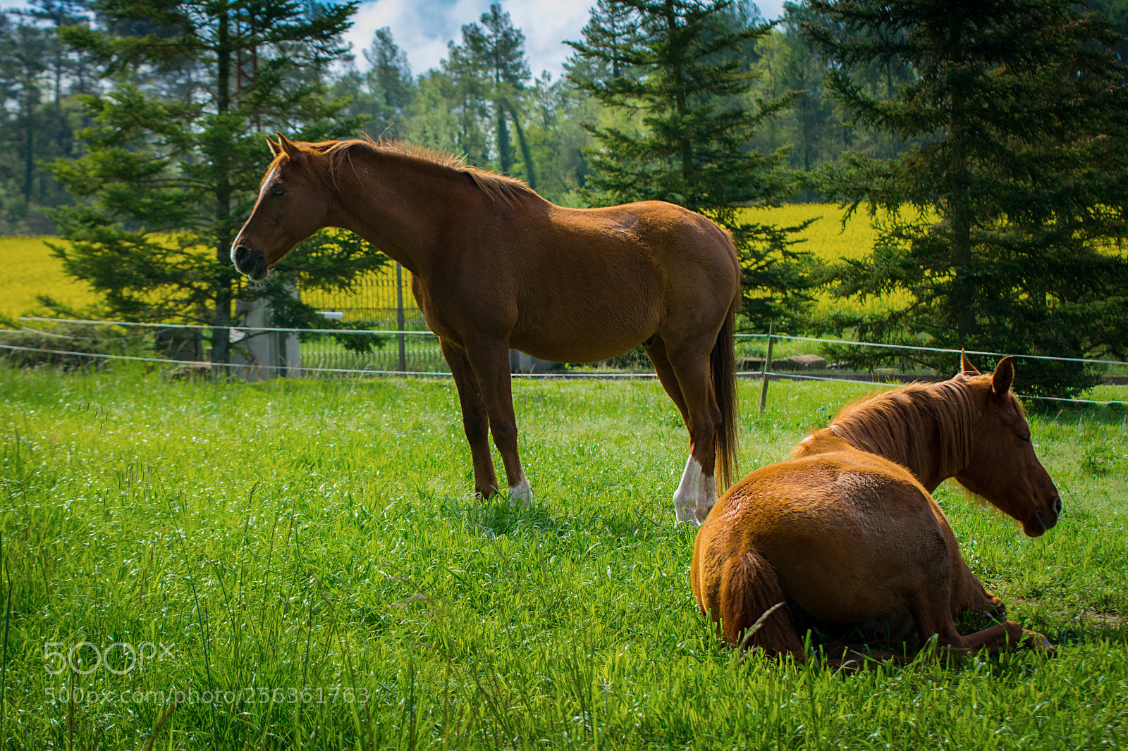 Nikon D7100 sample photo. Typical postcard of horses photography