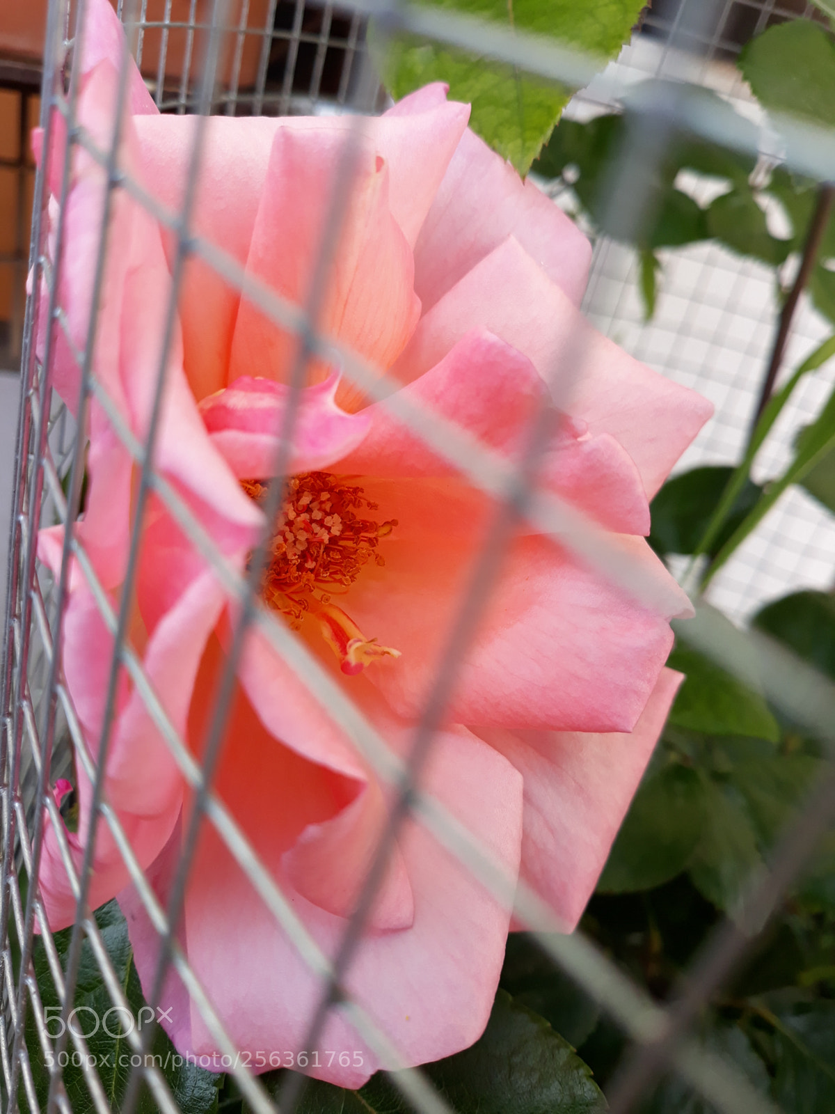 Samsung Galaxy J7 sample photo. Rose photography