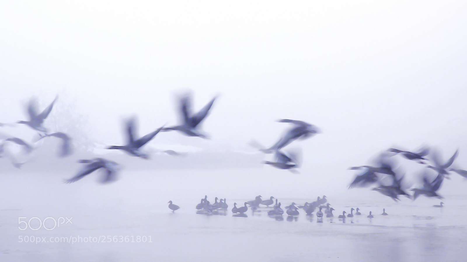 Canon EOS 6D sample photo. "birds in the winter" photography