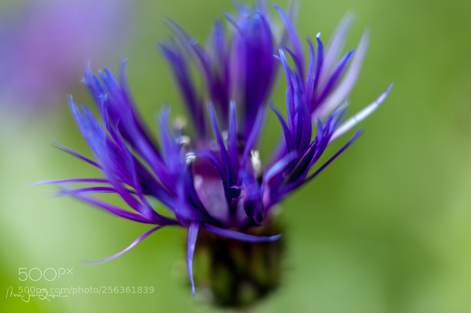 Canon EOS 5D Mark II sample photo. Bleuet 3 photography