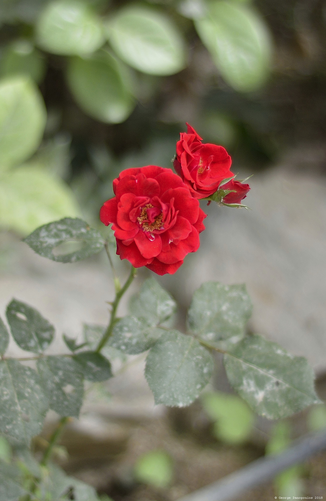 Nikon AF Nikkor 50mm F1.8D sample photo. Flower_2018_03 photography