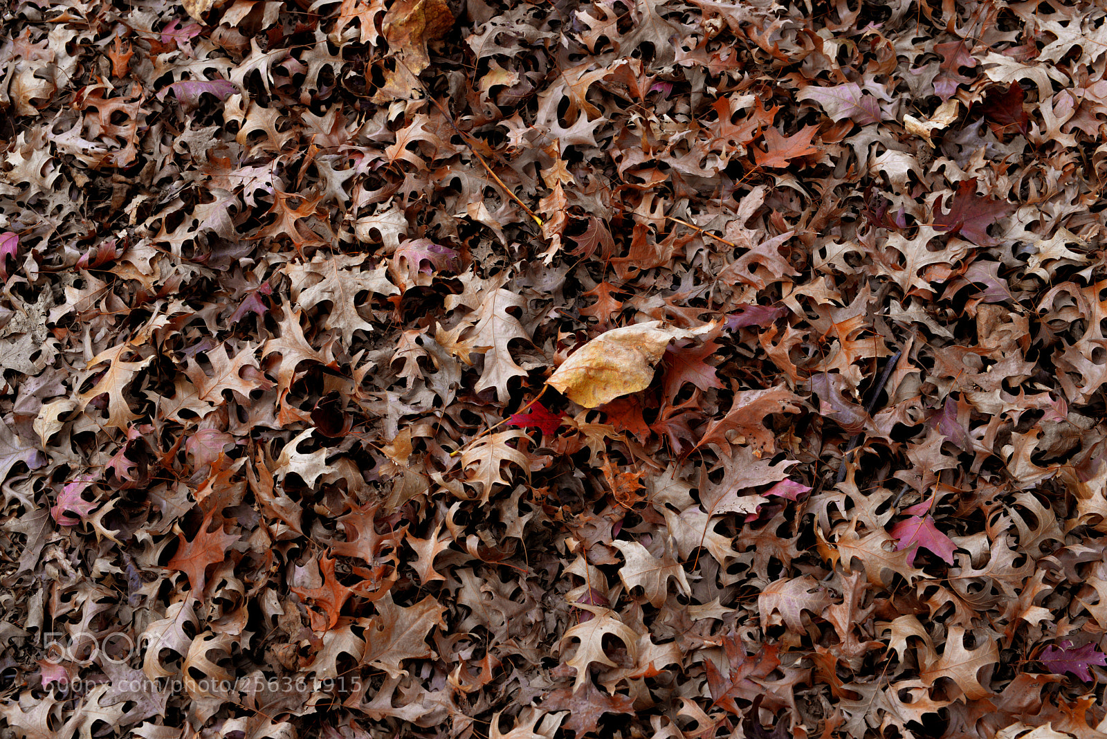 Nikon D610 sample photo. Winters tale photography