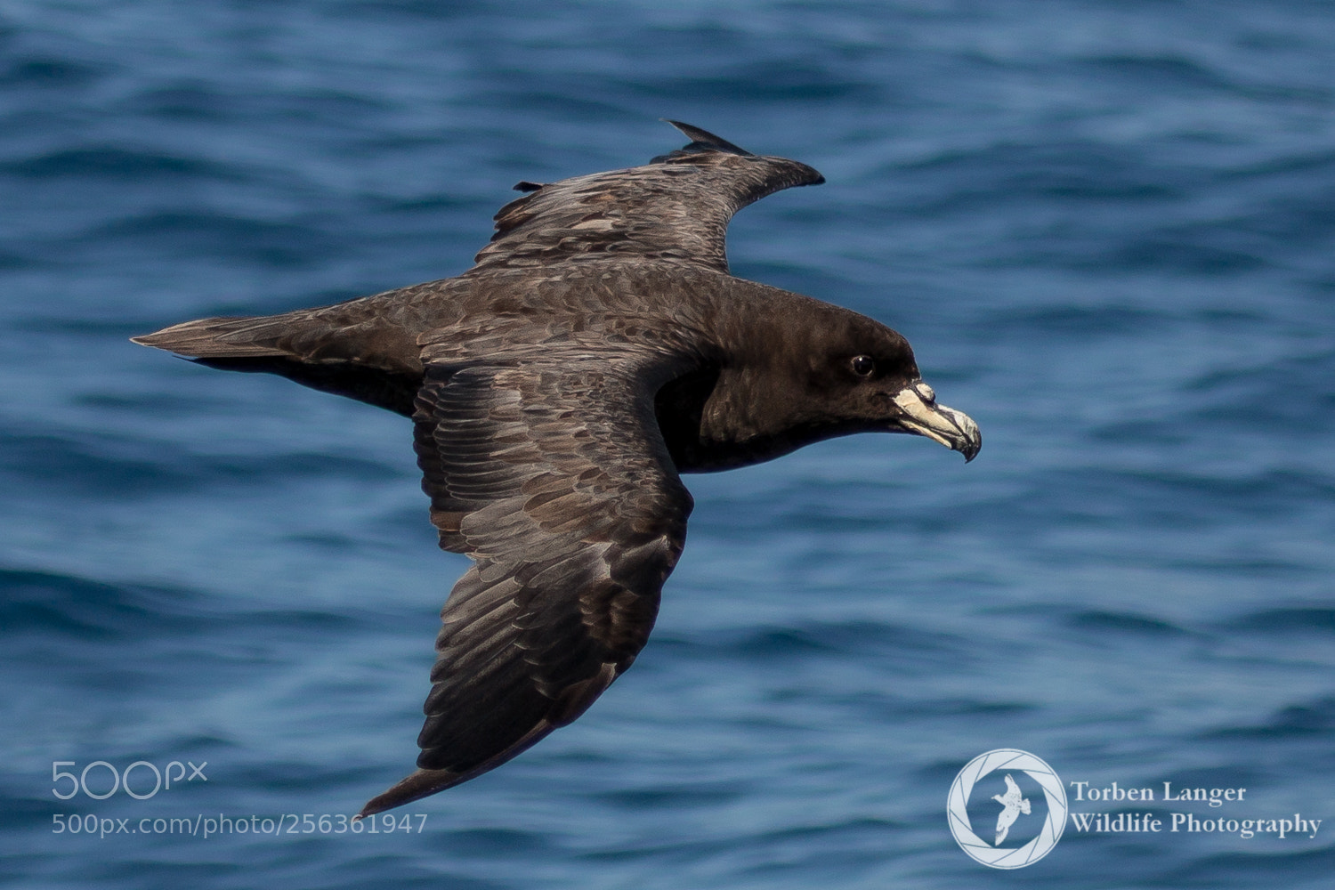 Canon EOS 70D sample photo. Westland petrel photography