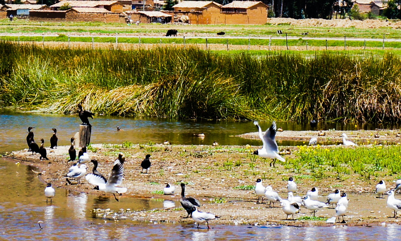 Sony Alpha NEX-C3 sample photo. Ducks in lagoon photography