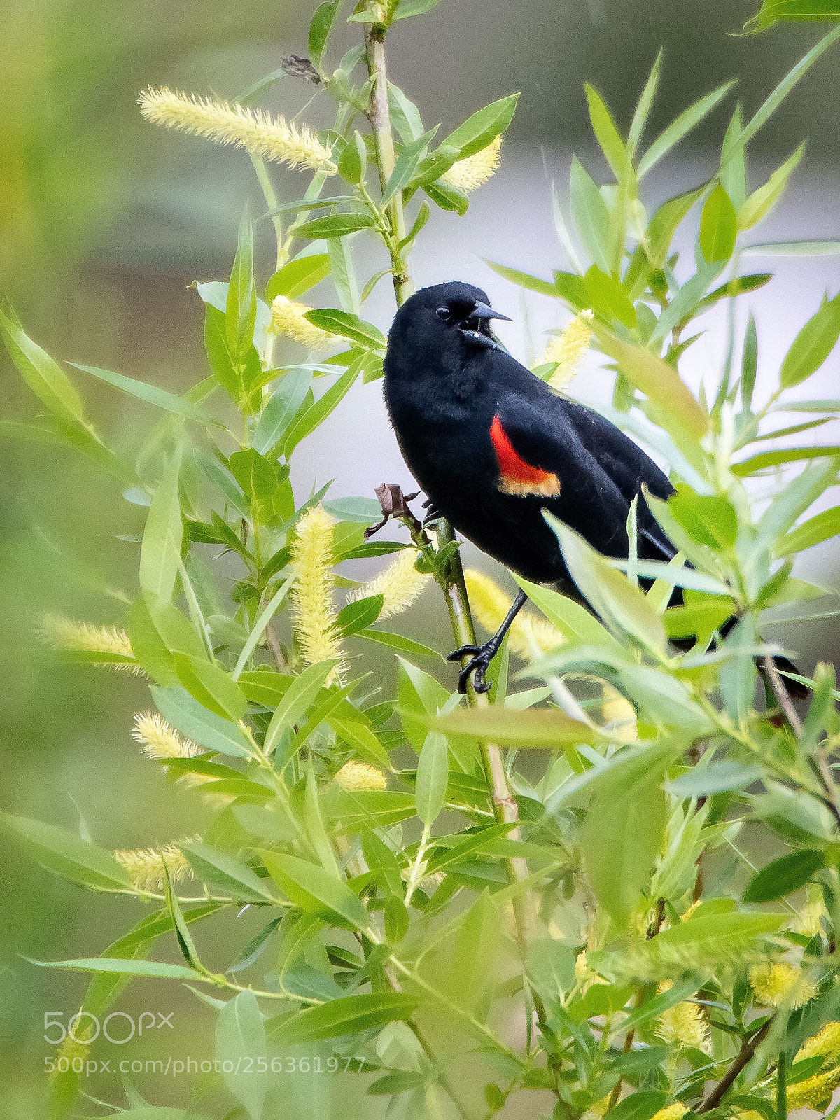 Nikon D500 sample photo. Red winged blackbird photography