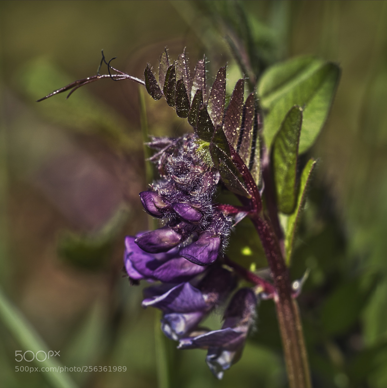 Sony ILCA-77M2 sample photo. Die vogelwicke photography