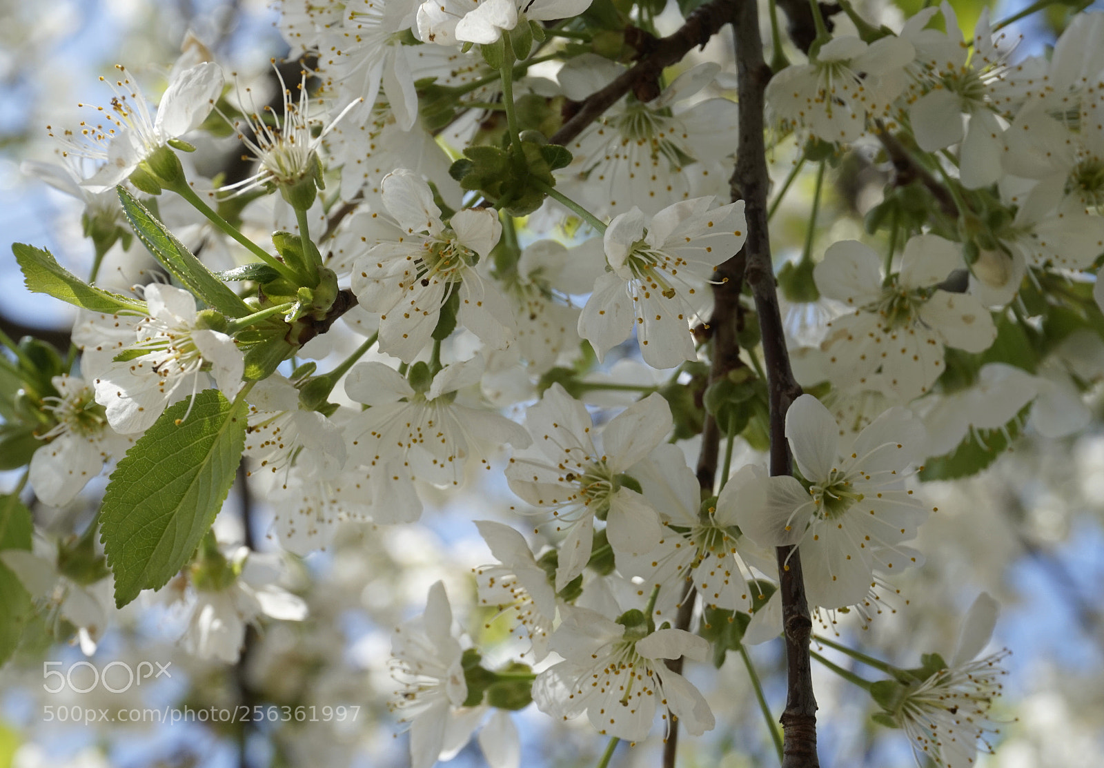 Sony Alpha a5000 (ILCE 5000) sample photo. Kirschblüten photography