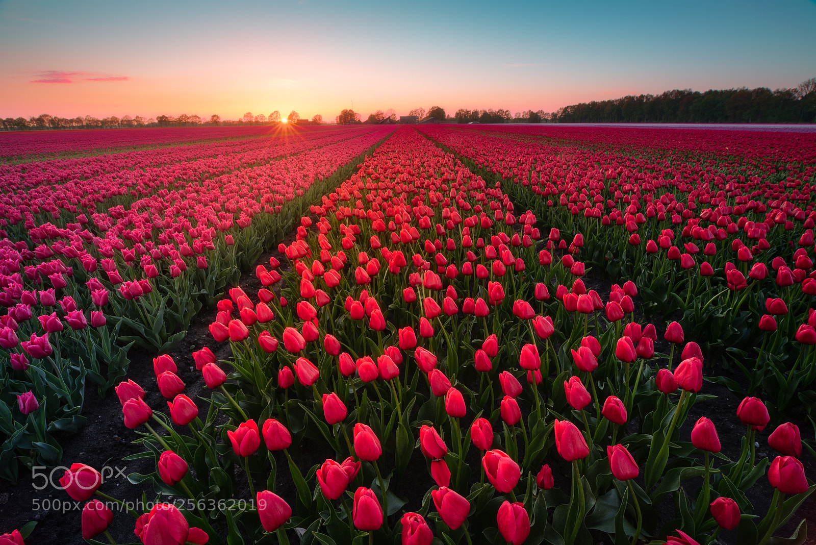 Nikon D750 sample photo. Tulip sunset photography