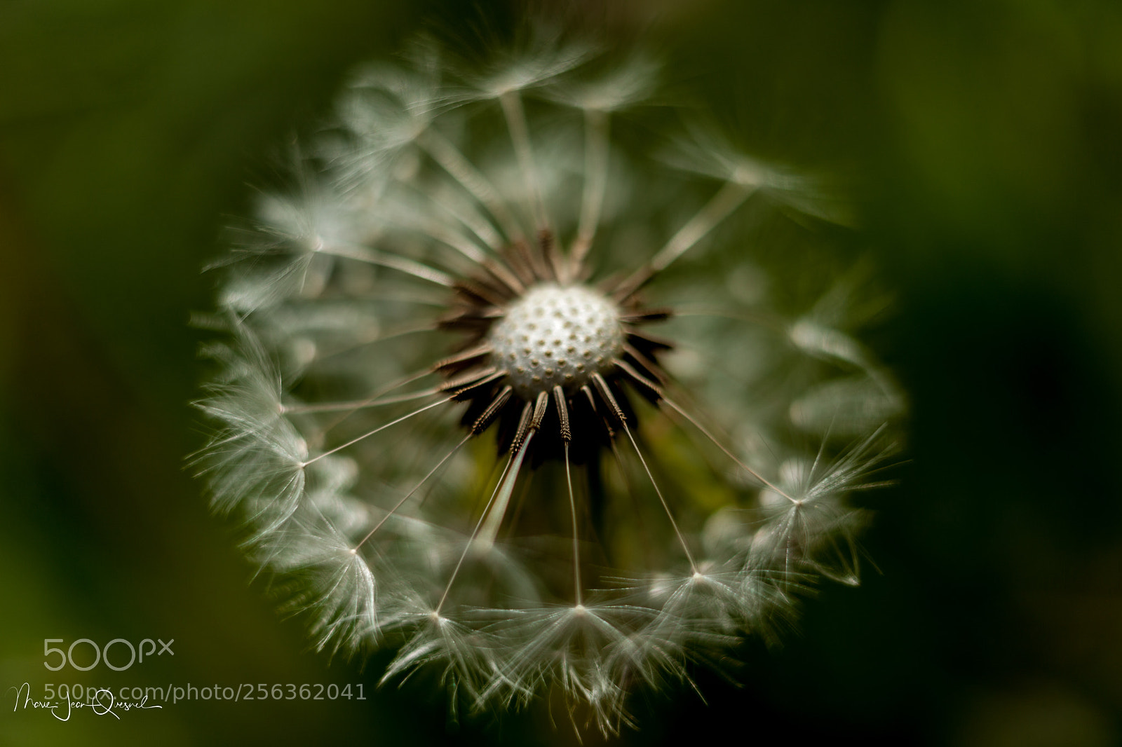 Canon EOS 5D Mark II sample photo. Fleur de pissenlit photography