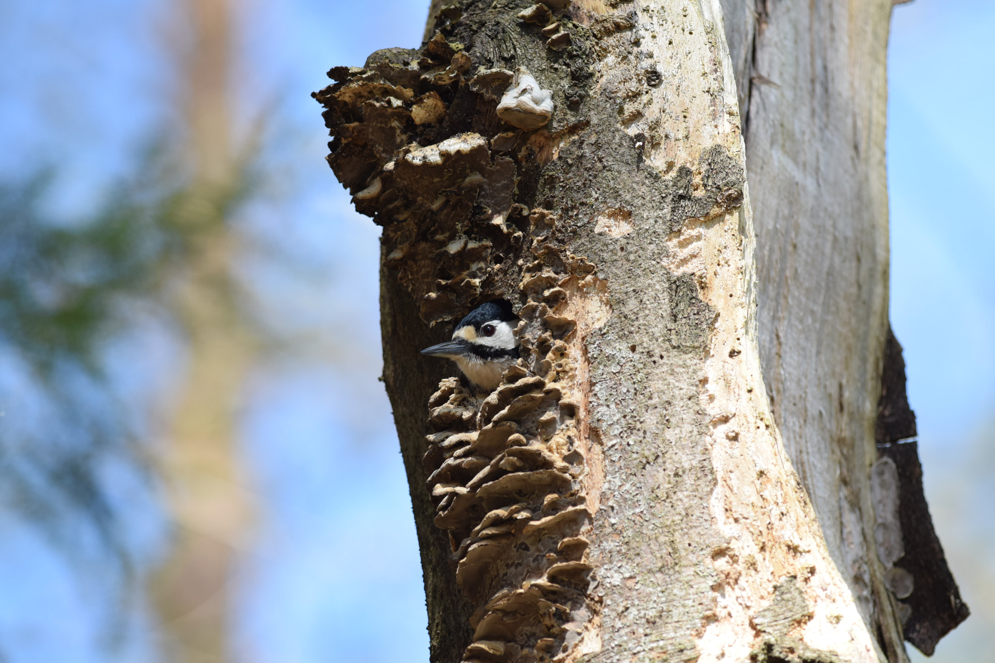 Nikon AF-S Nikkor 300mm F4D ED-IF sample photo. Woodpecker. (dendrocopos major) photography