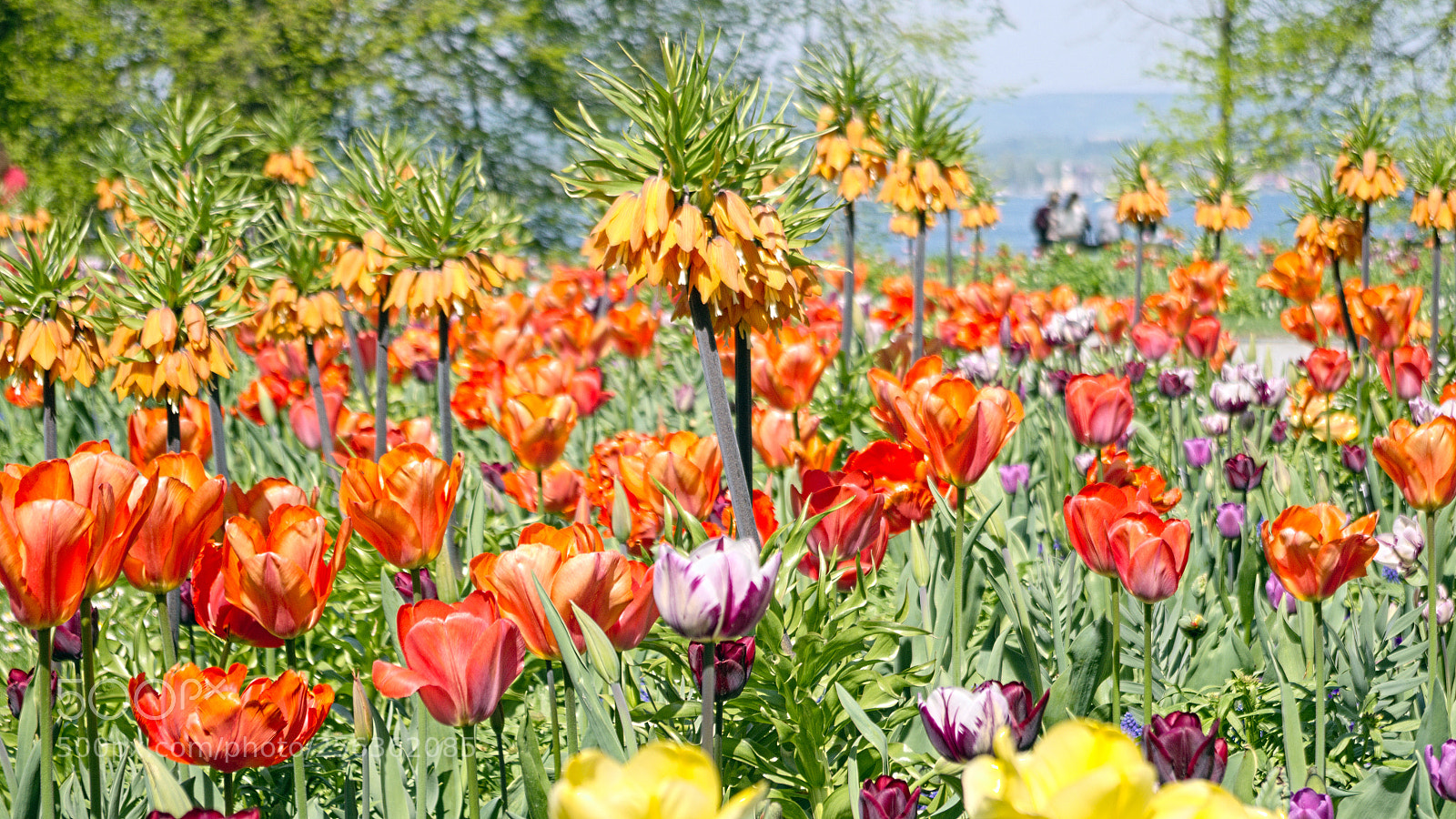 Pentax K-S2 sample photo. Spring colors colori di photography