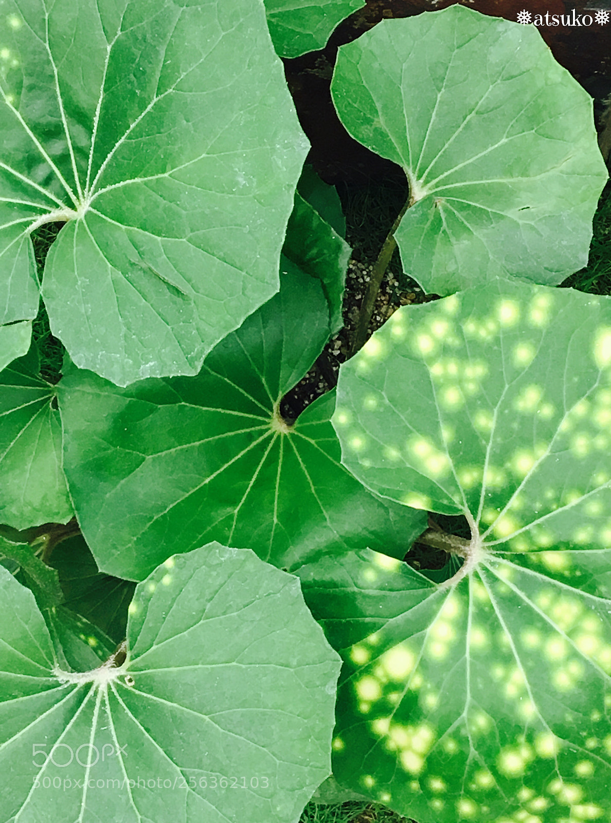 Apple iPhone 6s sample photo. Butterbur photography