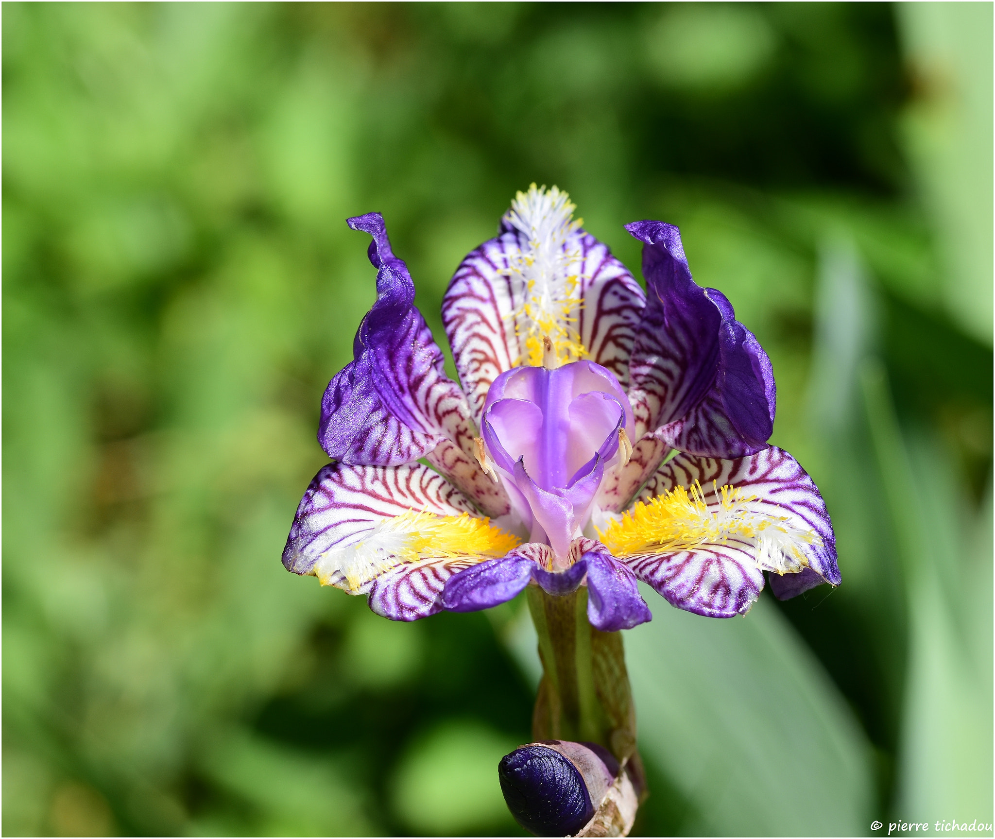 Sigma 105mm F2.8 EX DG OS HSM sample photo. Iris photography