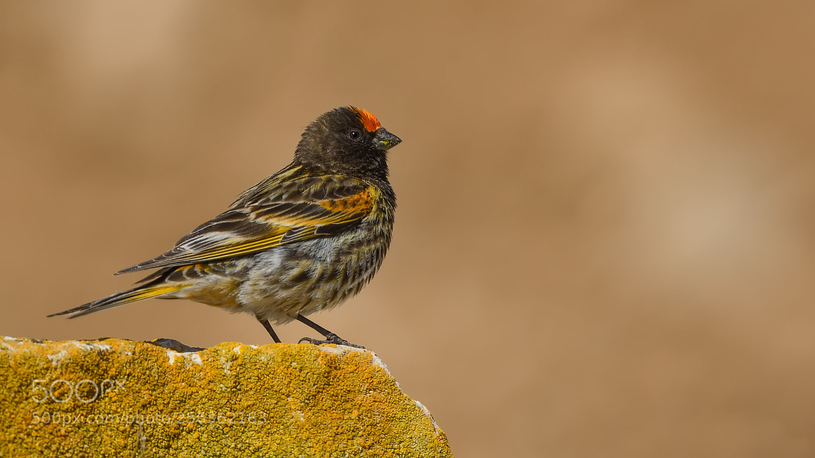 Nikon D500 sample photo. Kara iskete red-fronted serin photography