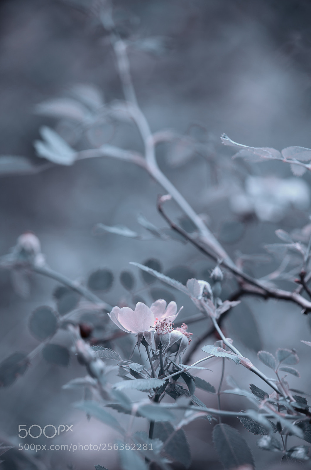 Nikon D5100 sample photo. .... photography