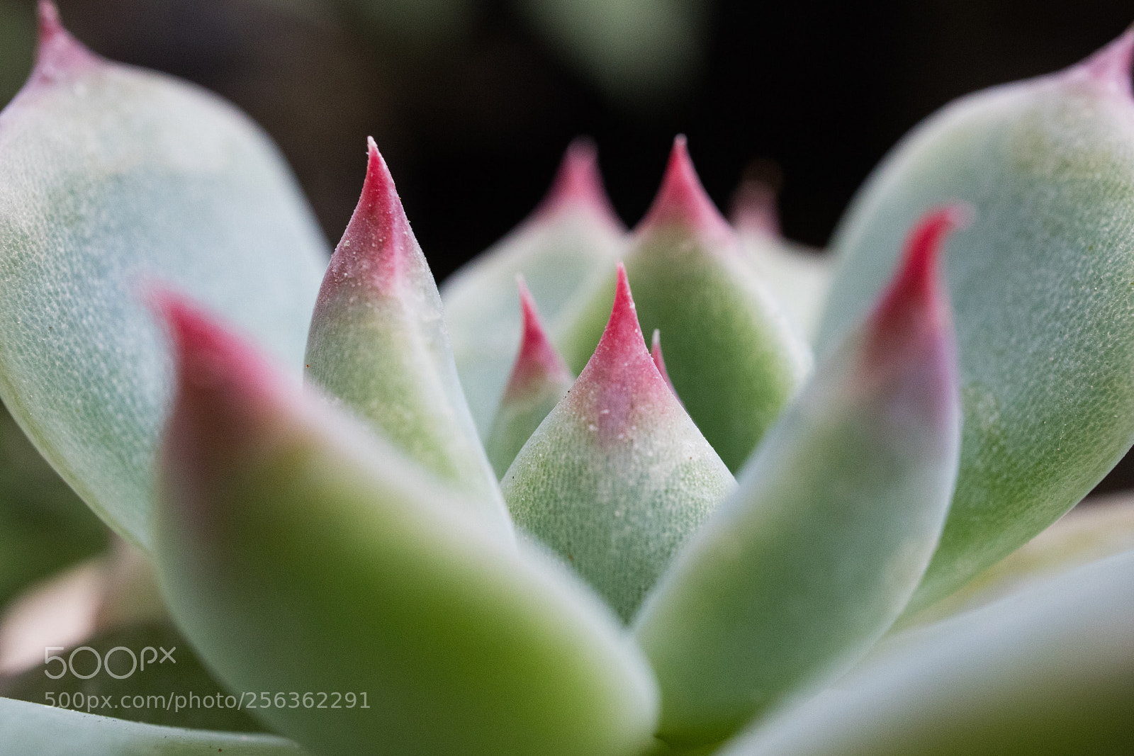 Canon EOS M3 sample photo. Succulent photography