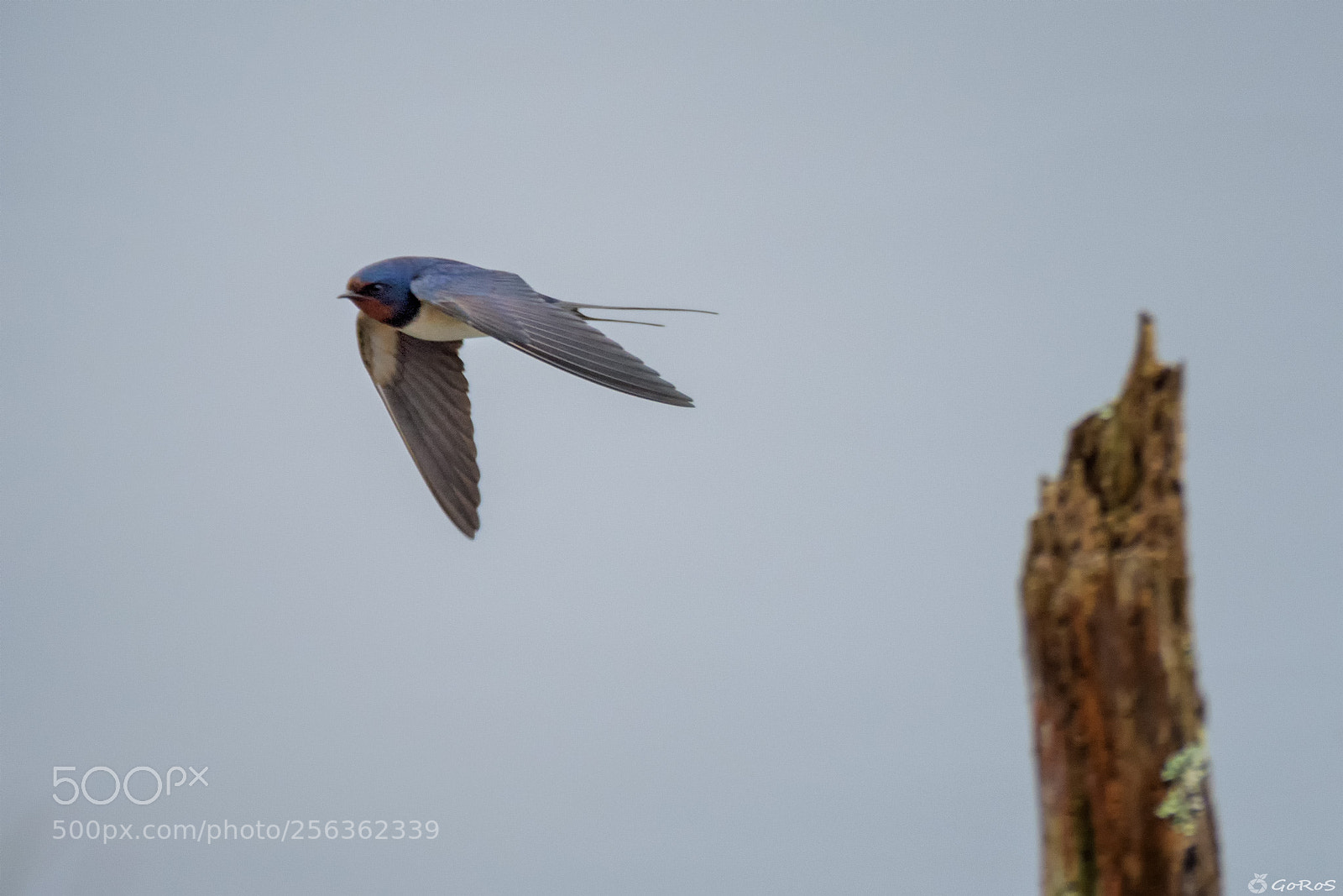 Nikon D500 sample photo. Hirundo rustica ii photography