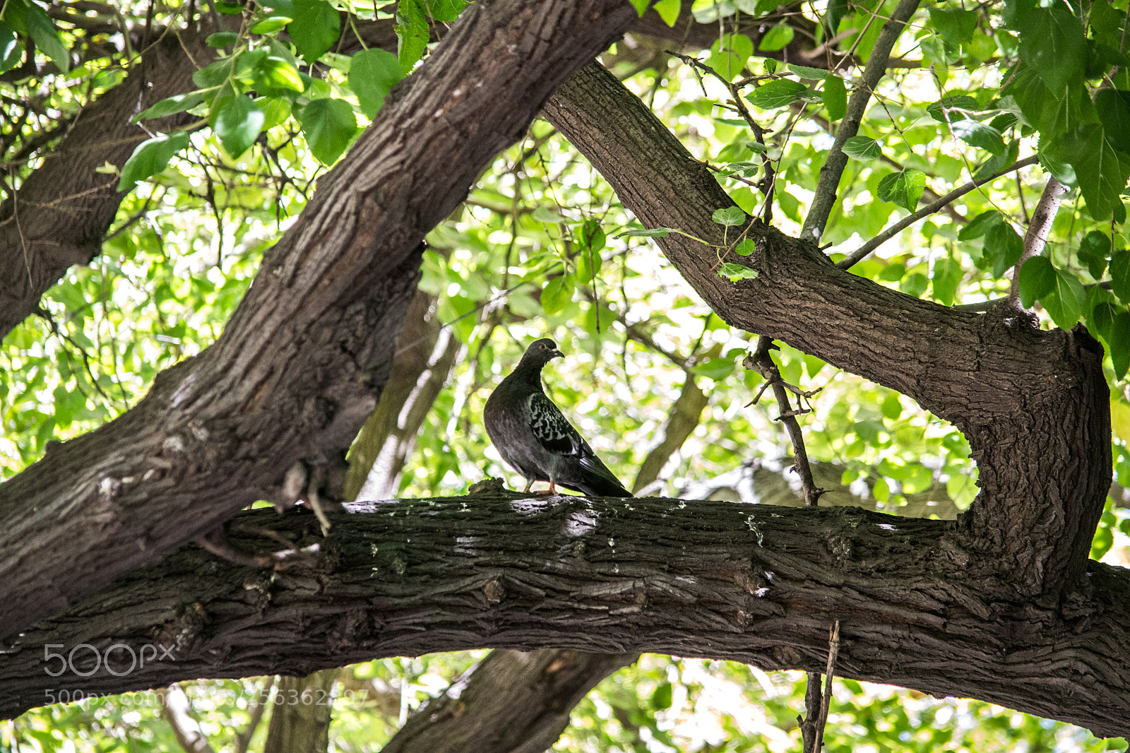 Nikon D3100 sample photo. In the middle photography