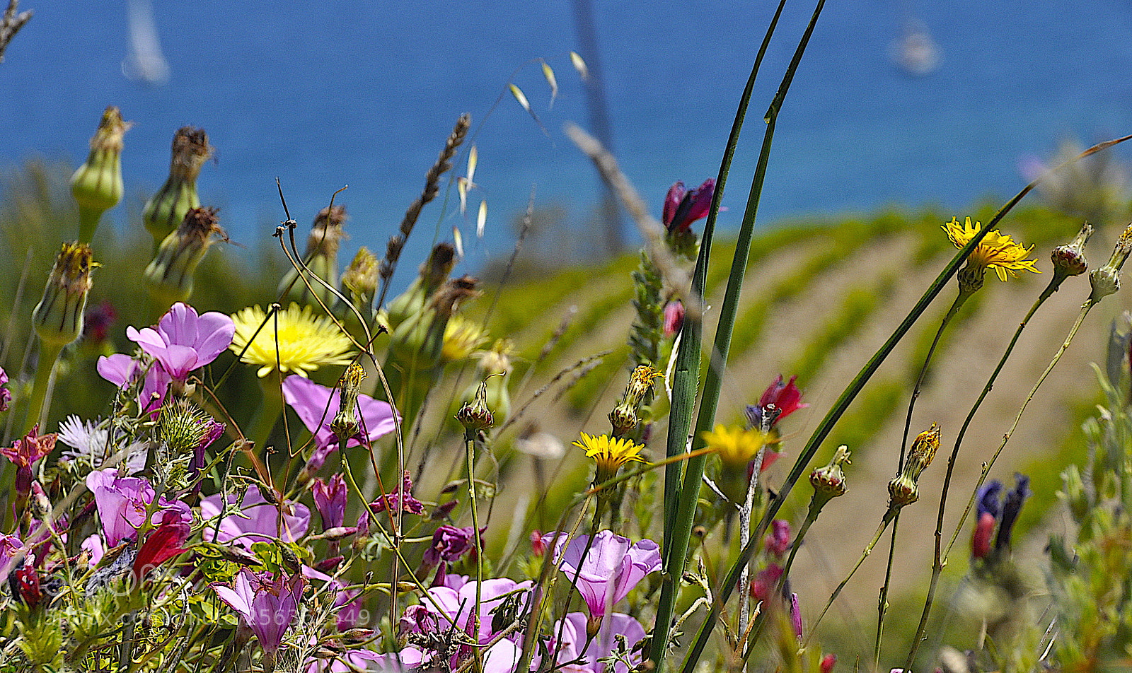 Nikon D90 sample photo. Fleurs flowers photography