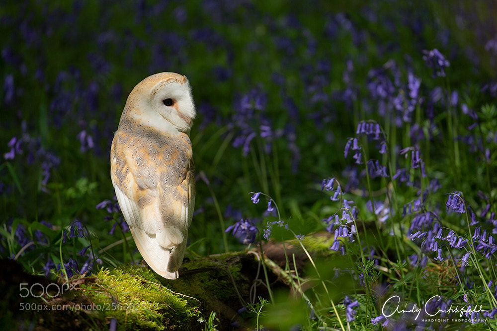 Canon EOS-1D X sample photo. Barn owl in the photography