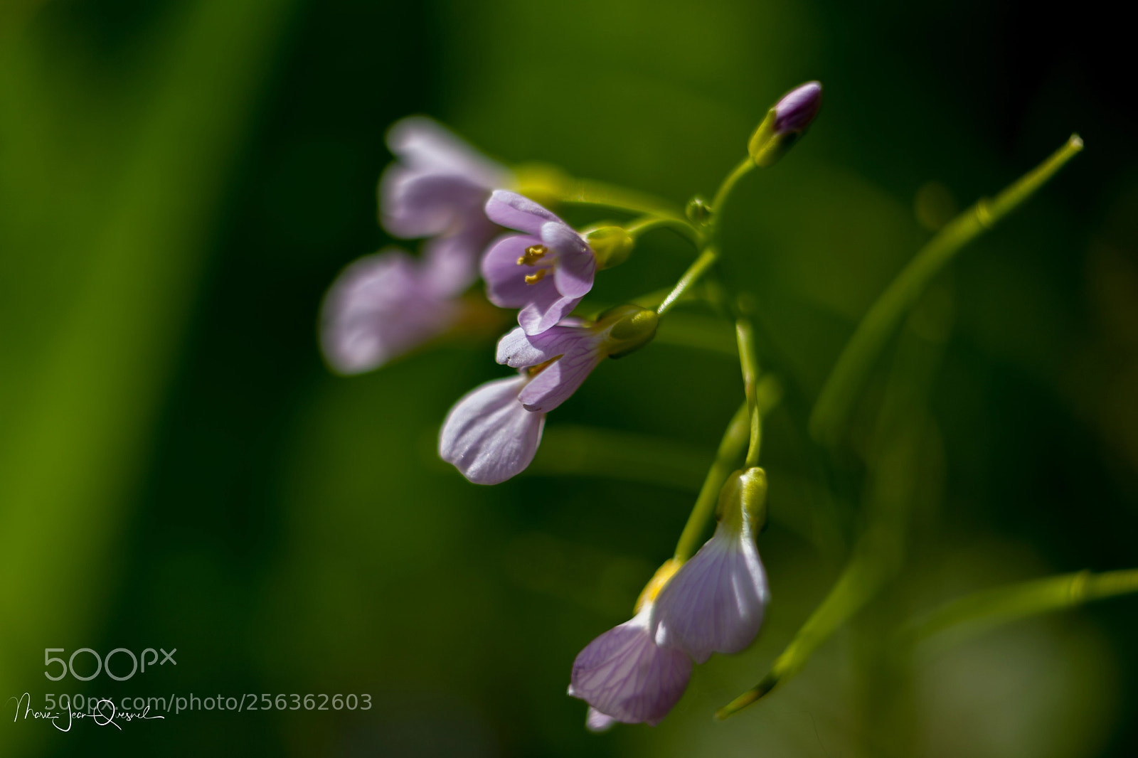 Canon EOS 5D Mark II sample photo. Fleurs sauvages photography