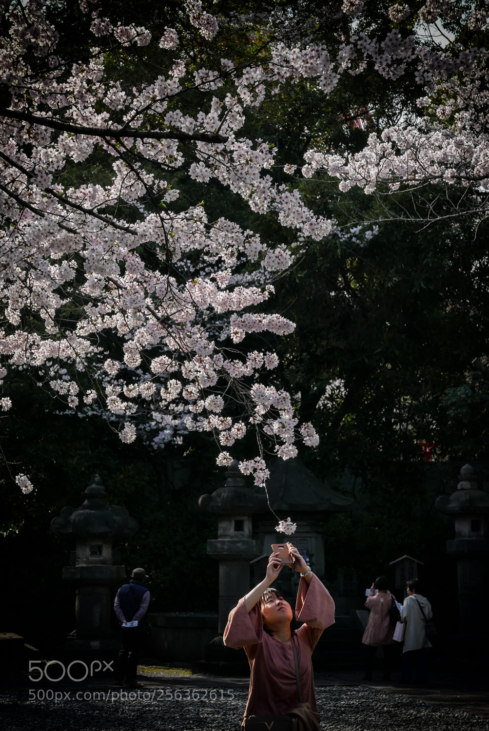 Leica D-Lux (Typ 109) sample photo. Sakura at zojo-ji/2018 photography