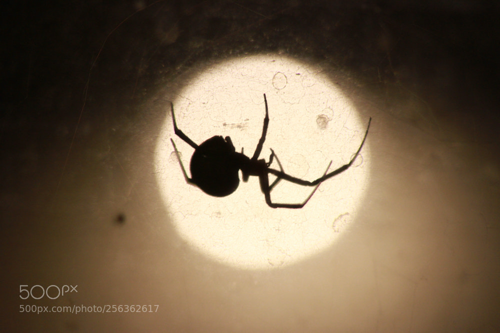 Canon EOS 7D sample photo. Black widow on my photography