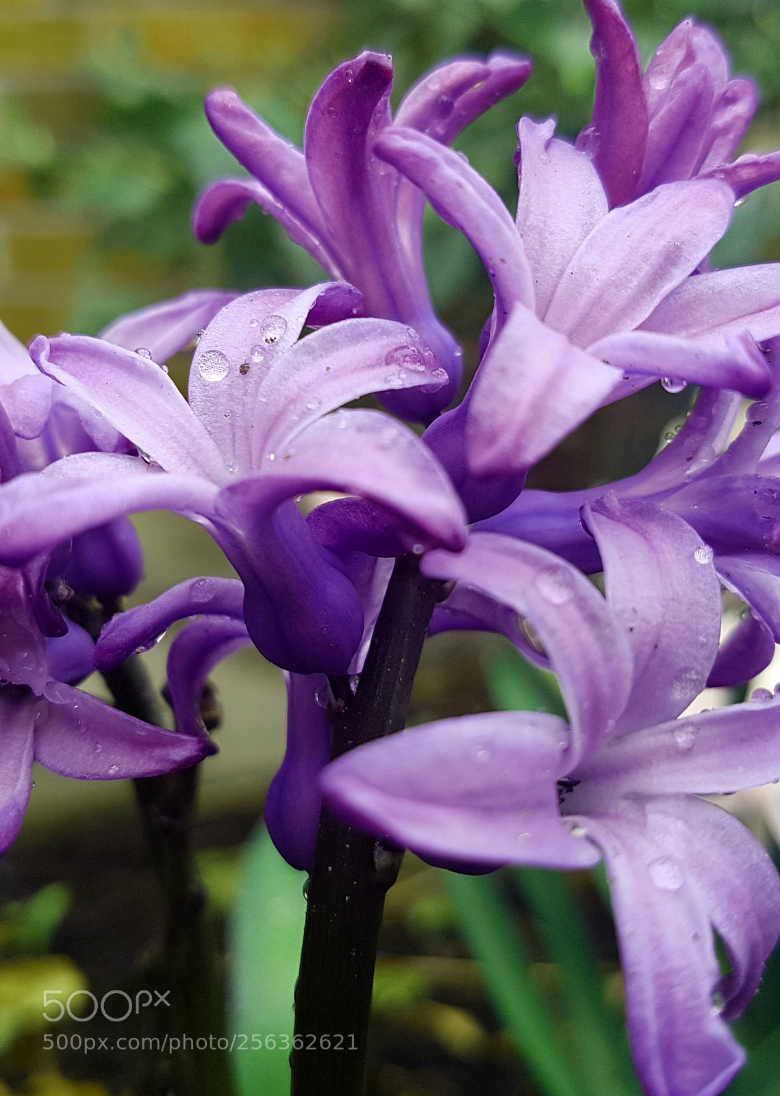 Samsung Galaxy S7 sample photo. May showers brings beautiful photography
