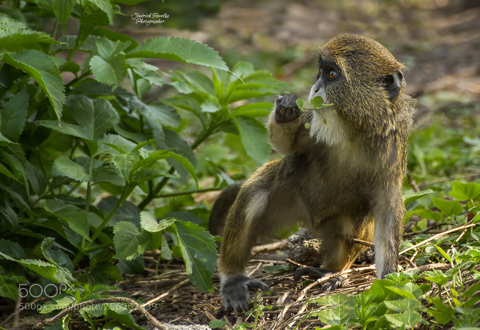 Canon EOS 100D (EOS Rebel SL1 / EOS Kiss X7) sample photo. De brazza's monkey cercopithecus photography