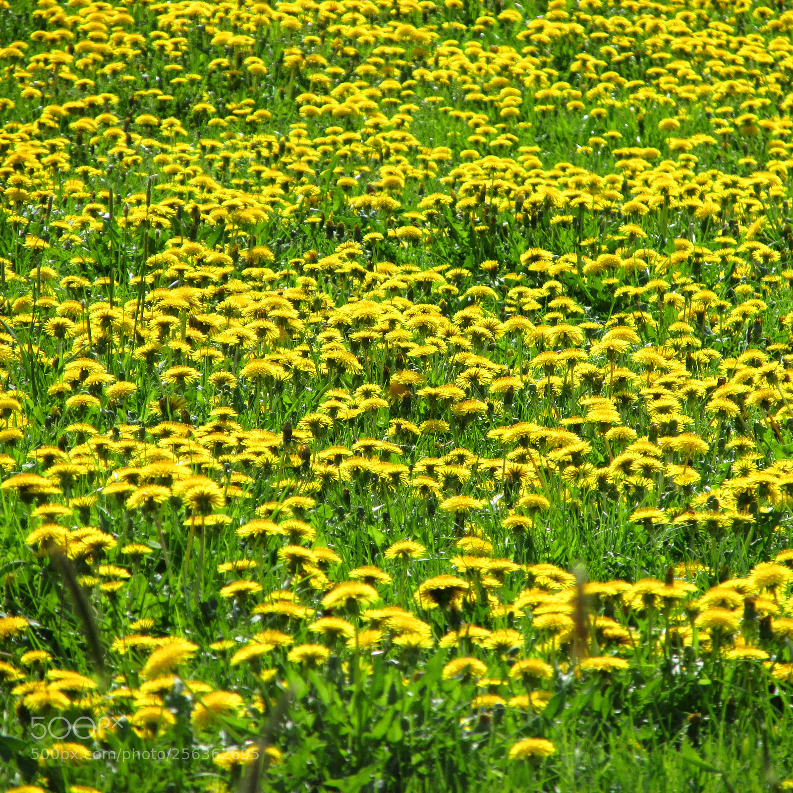 Canon PowerShot SX170 IS sample photo. Yellow photography