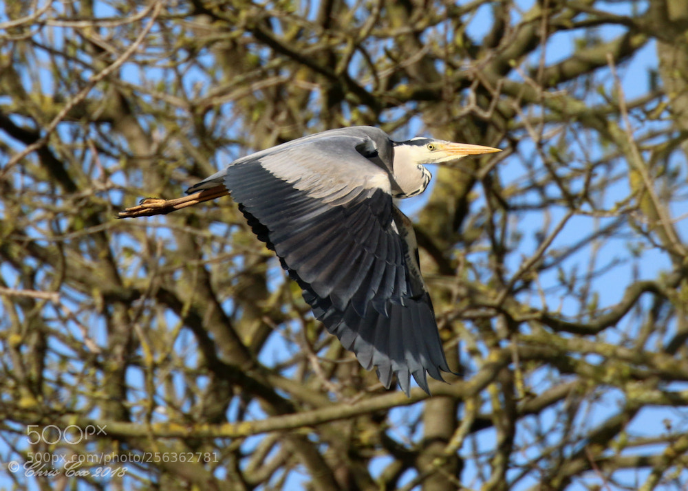 Canon EOS 7D Mark II sample photo. Grey heron photography