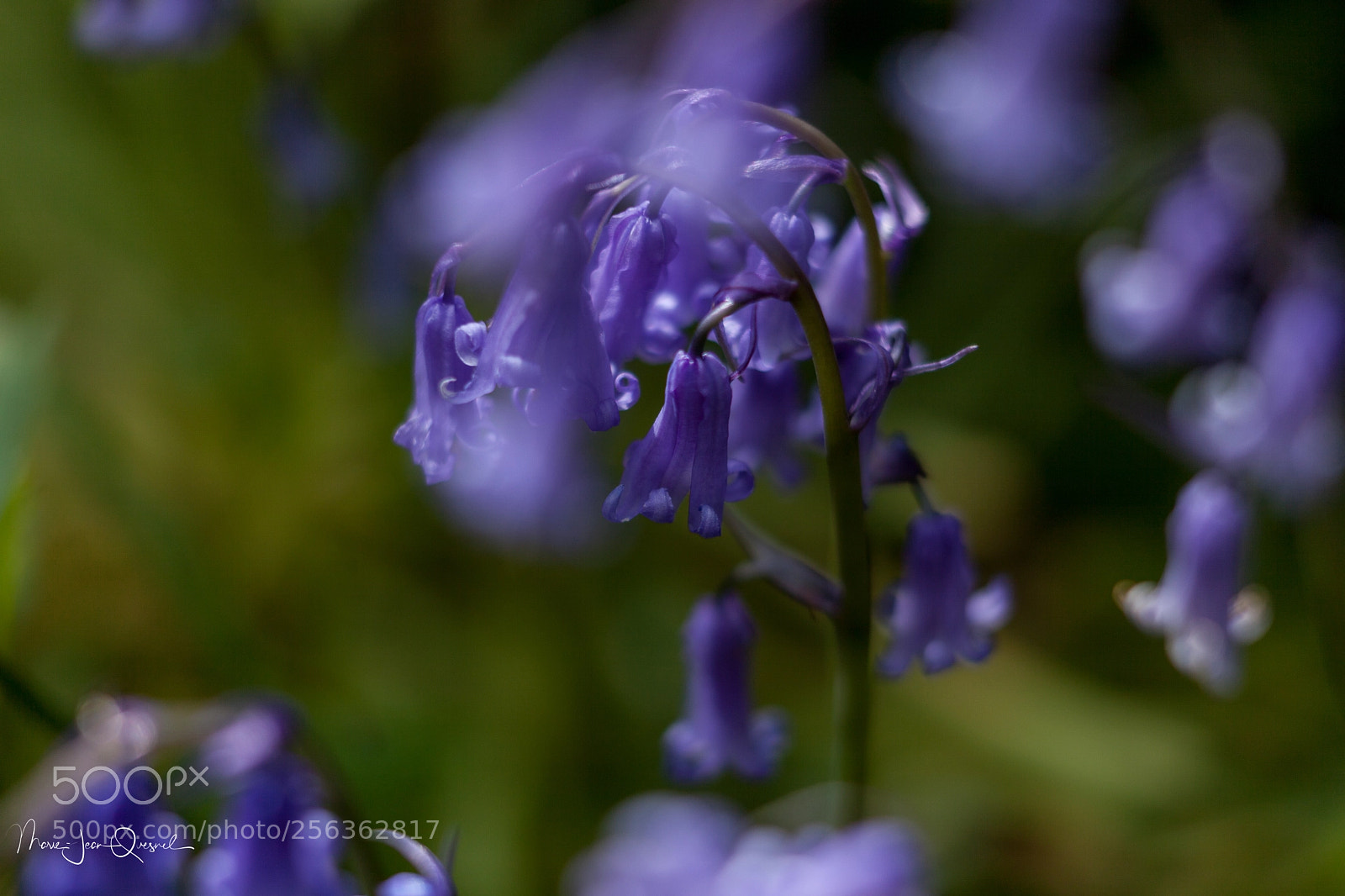 Canon EOS 5D Mark II sample photo. Jacinthes sauvages 2 photography