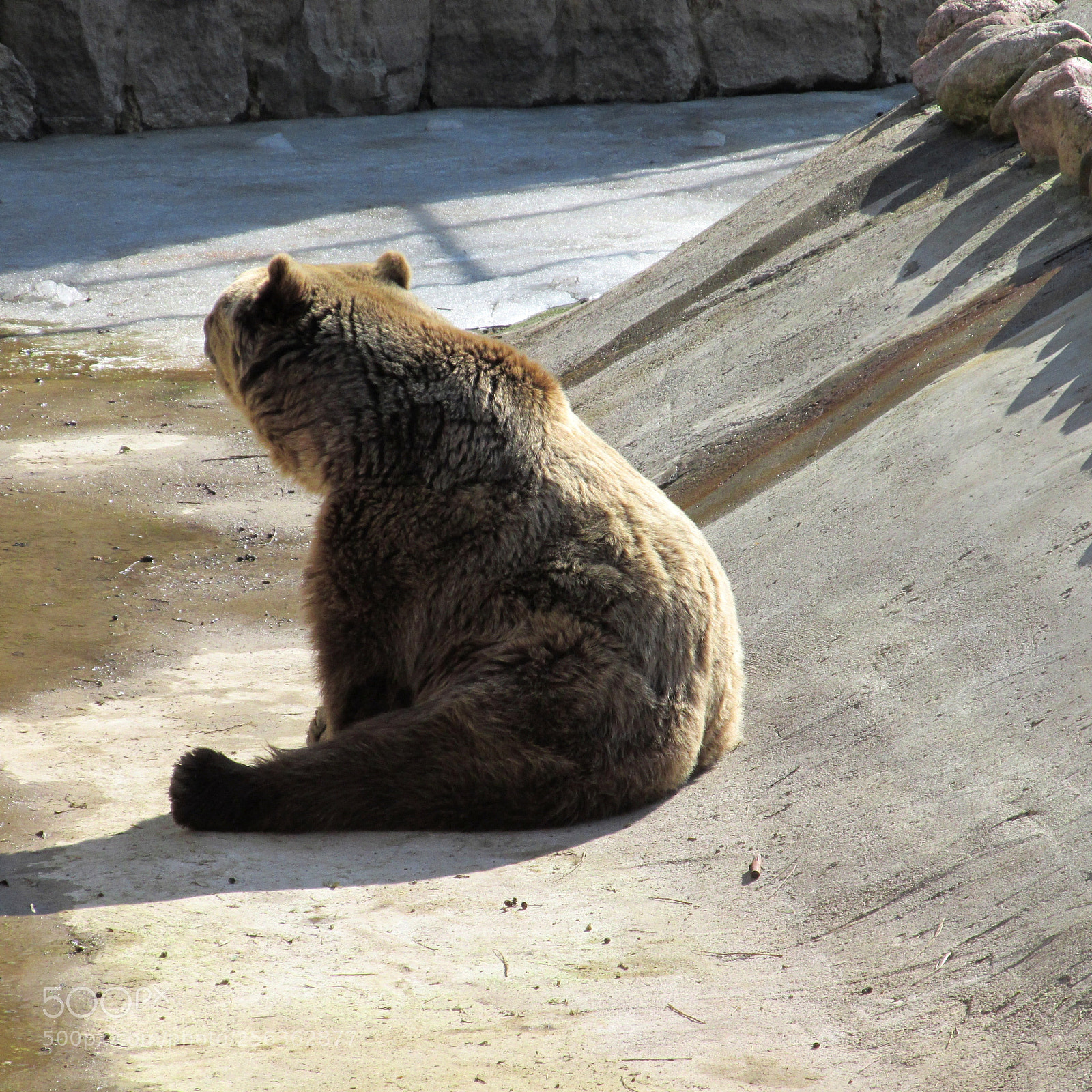 Canon PowerShot SX170 IS sample photo. Bear photography