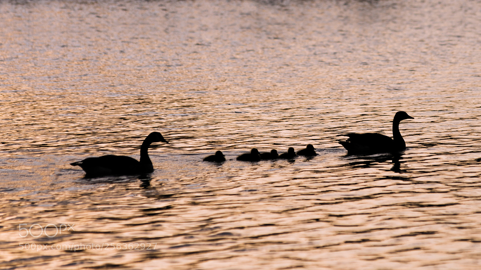 Nikon D600 sample photo. Momma, poppa and the photography