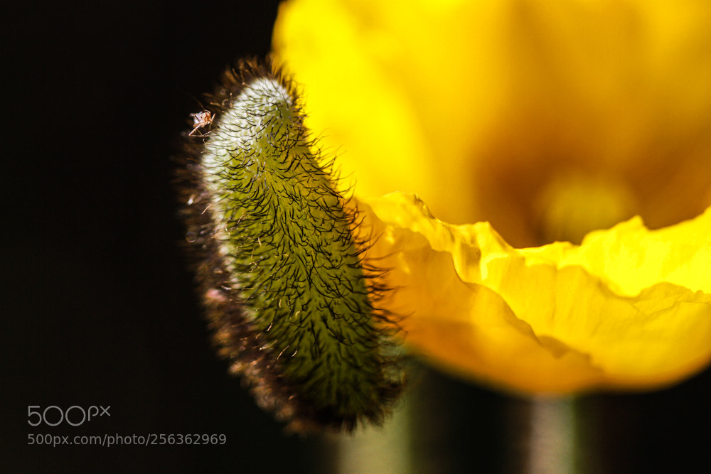 Canon EOS 7D sample photo. Newborn poppy photography