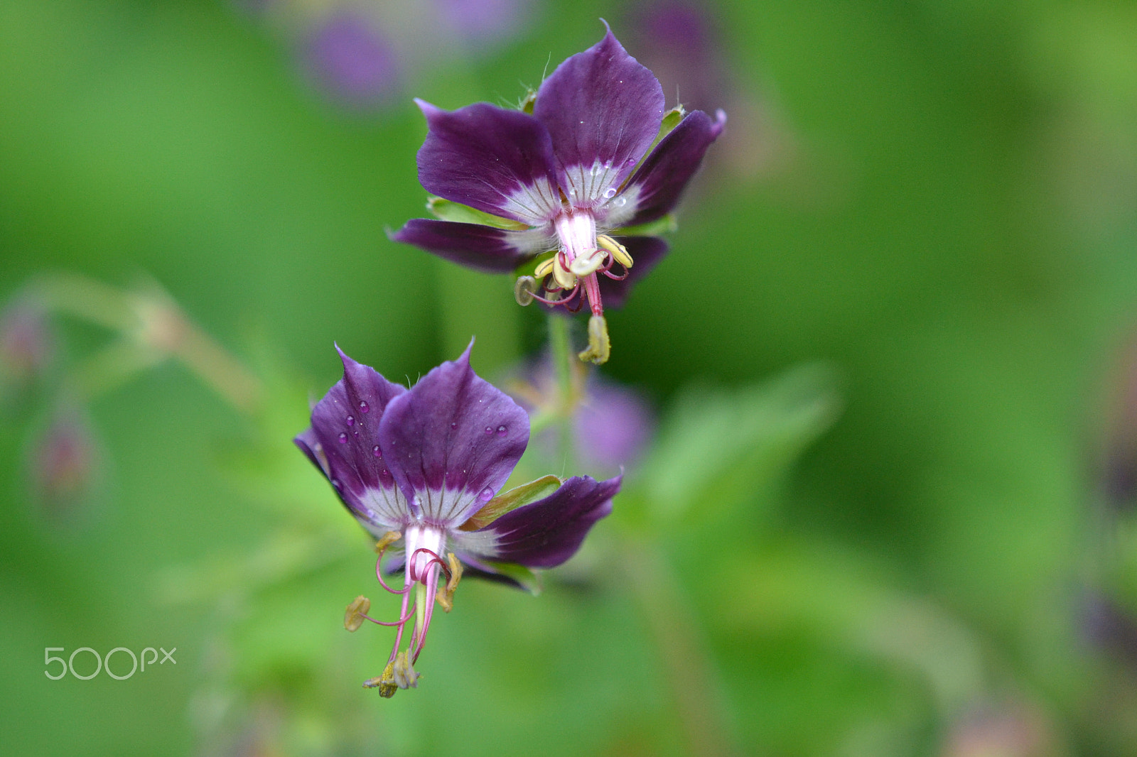 Nikon AF-S DX Micro-Nikkor 85mm F3.5G ED VR sample photo. Donker ooievaarsbek (geranium phaeum) photography