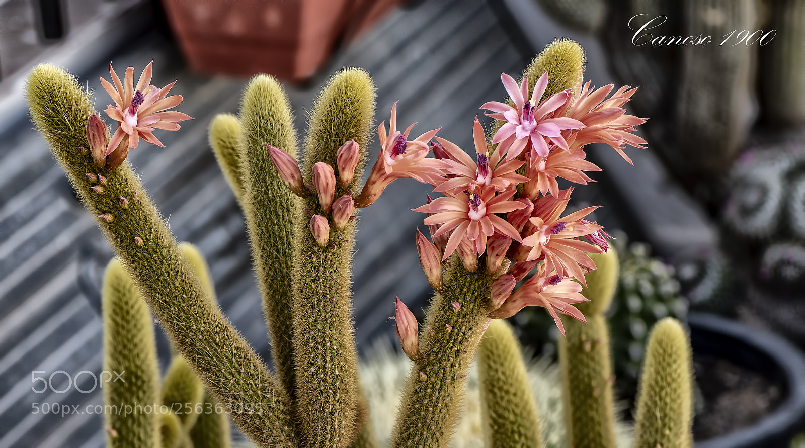 Nikon D810 sample photo. Primavera photography