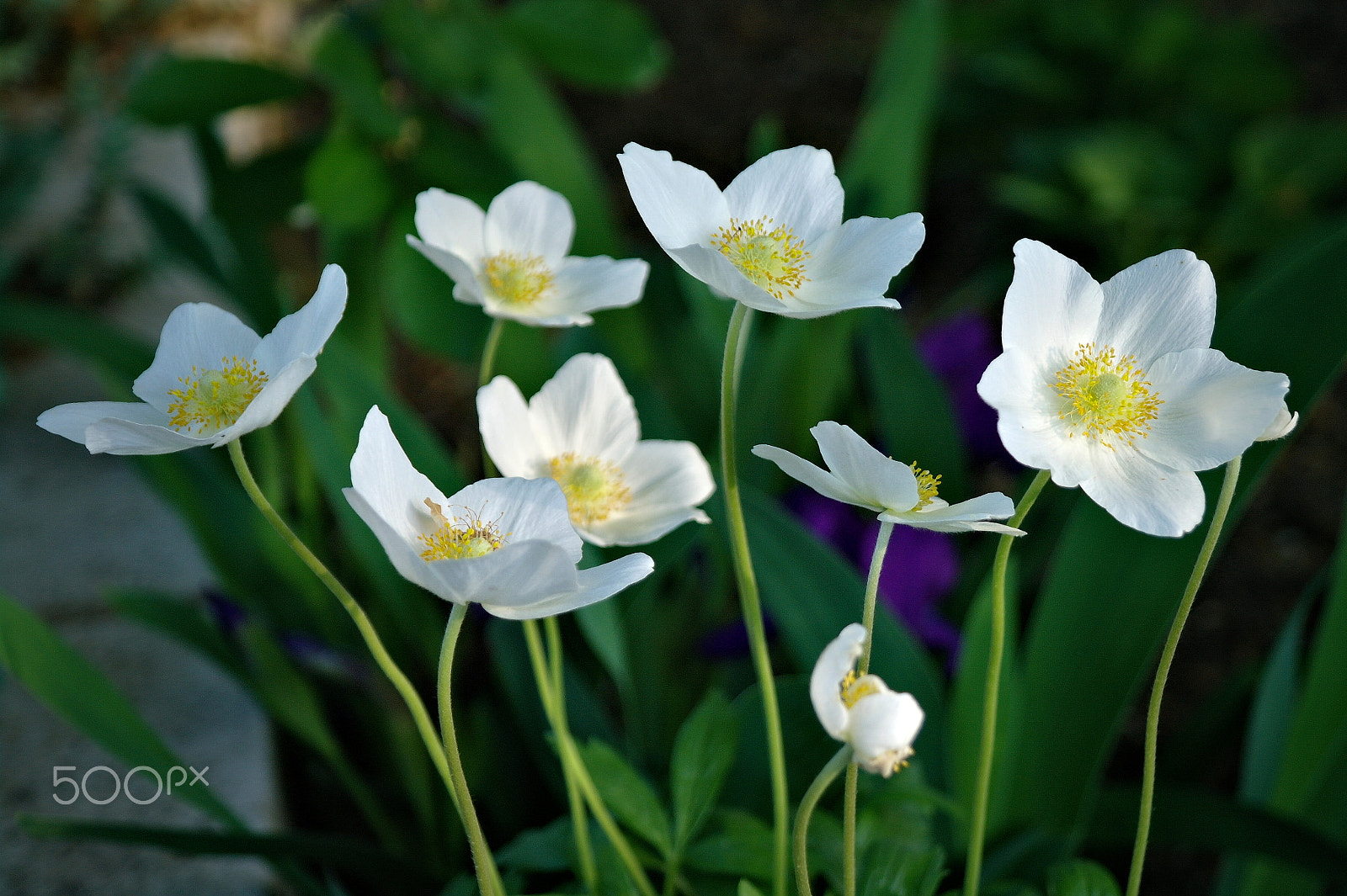 Samsung NX5 sample photo. White flowers photography