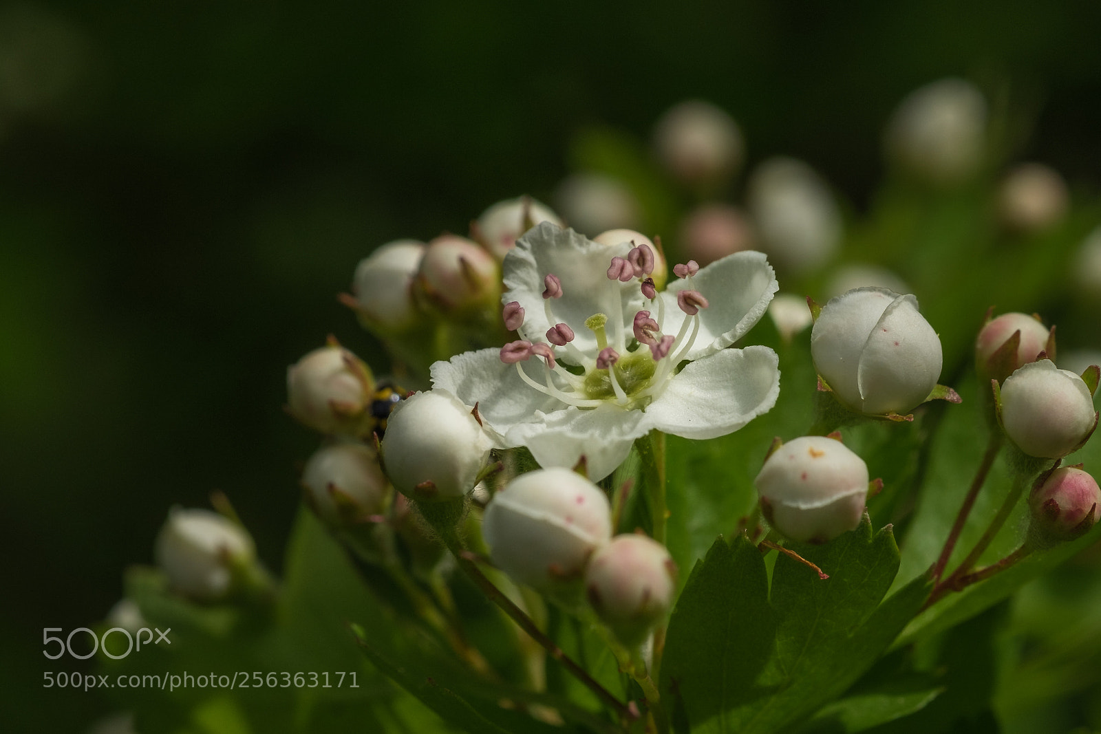 Fujifilm X-T1 sample photo. Weißdorn (crataegus) photography