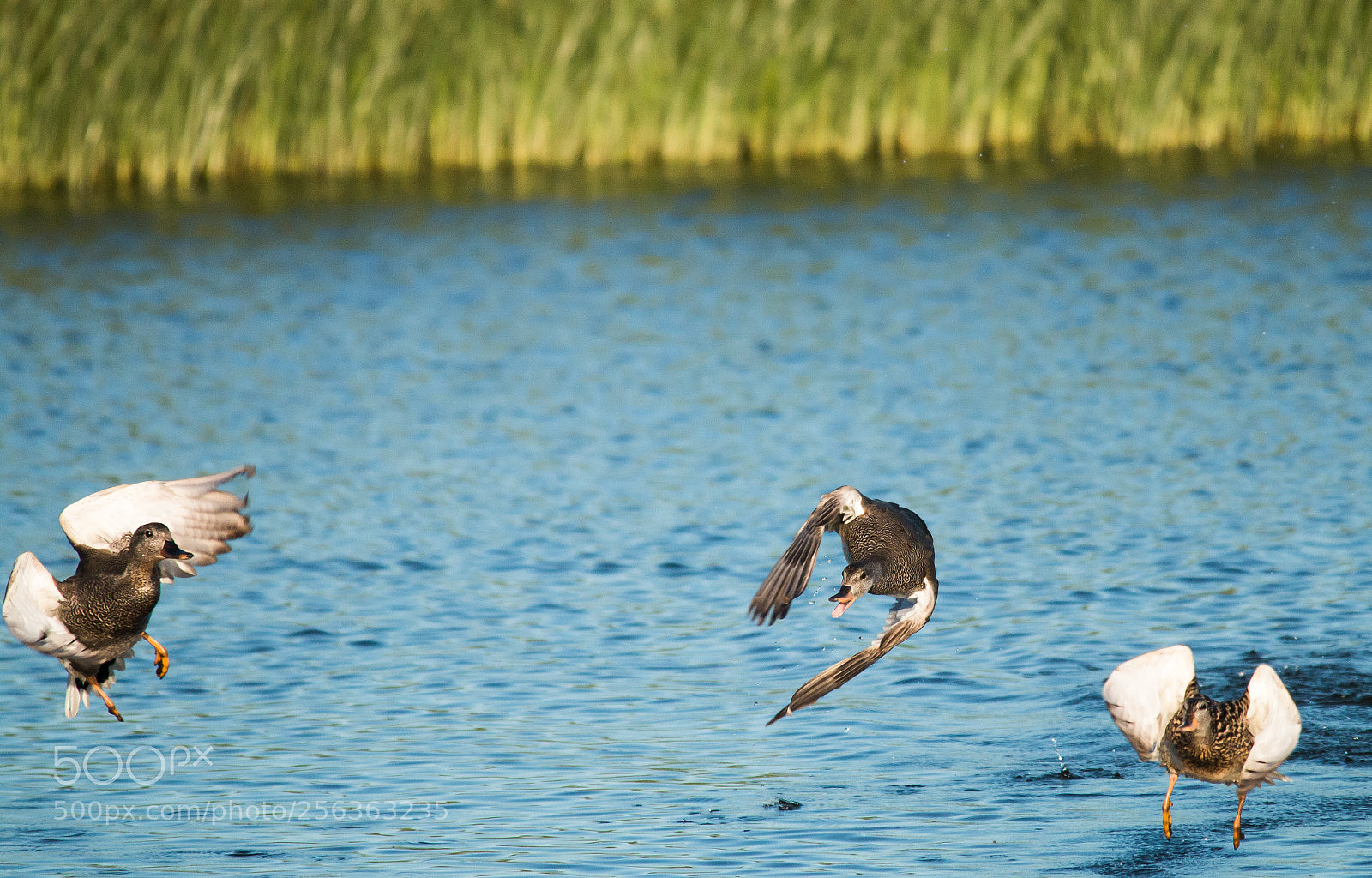 Canon EOS 70D sample photo. Three photography