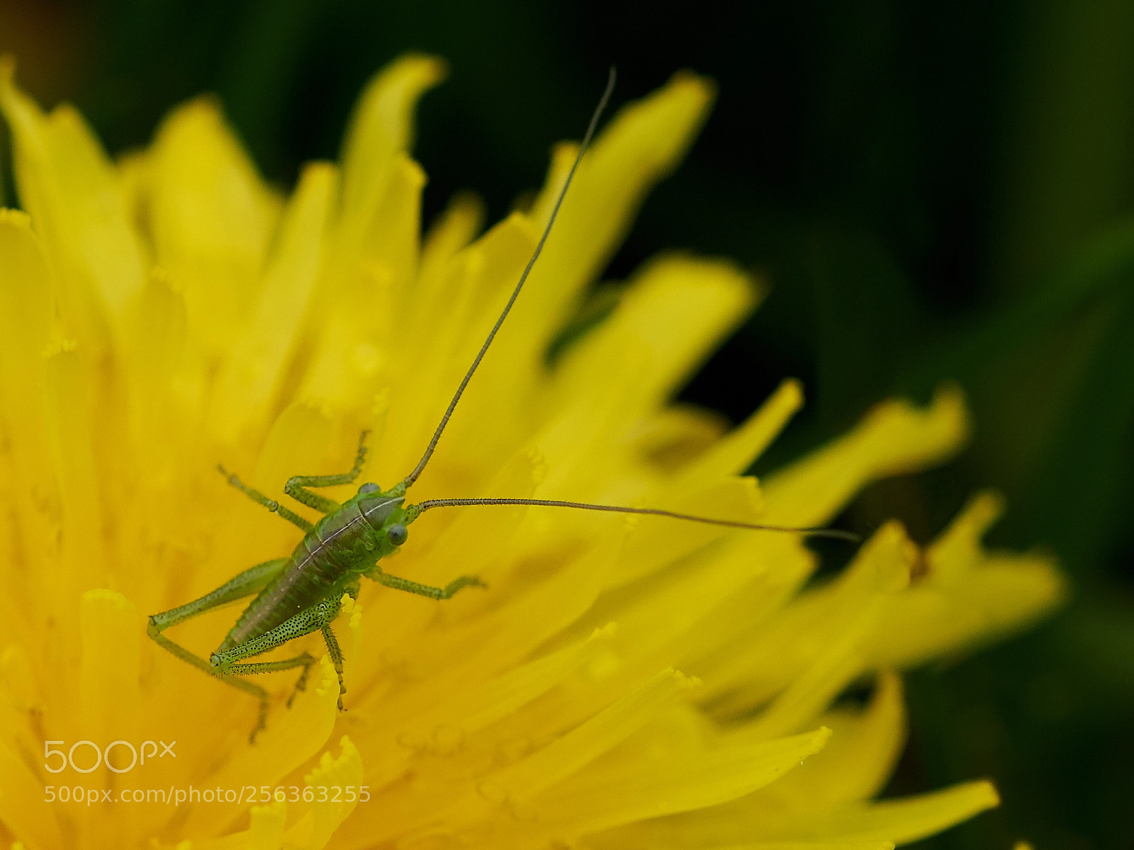 Sony ILCA-77M2 sample photo. Zartschrecke photography