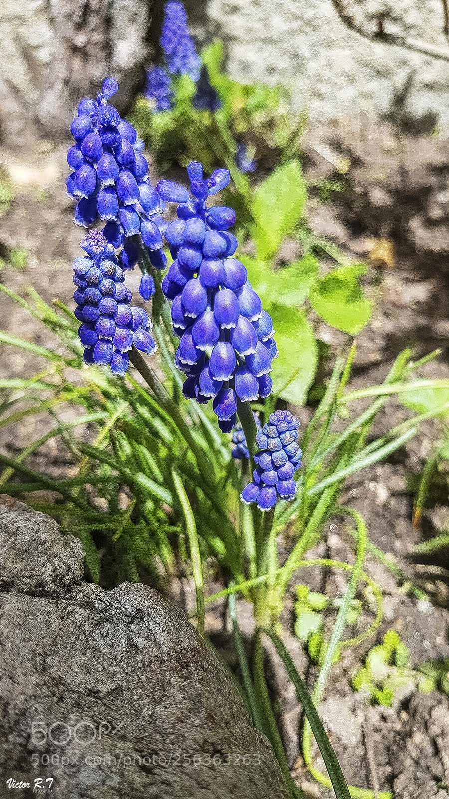 Samsung Galaxy S8 sample photo. Campanillas photography