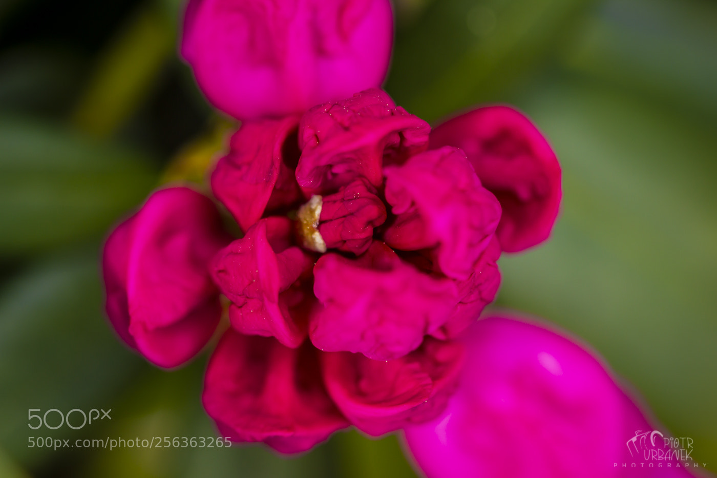 Canon EOS 60D sample photo. Maj photography