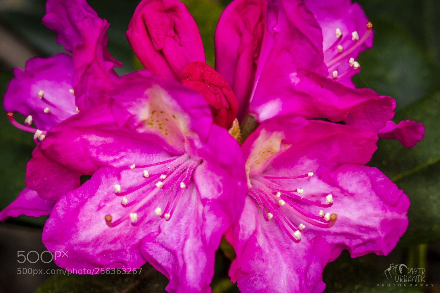 Canon EOS 60D sample photo. Maj photography