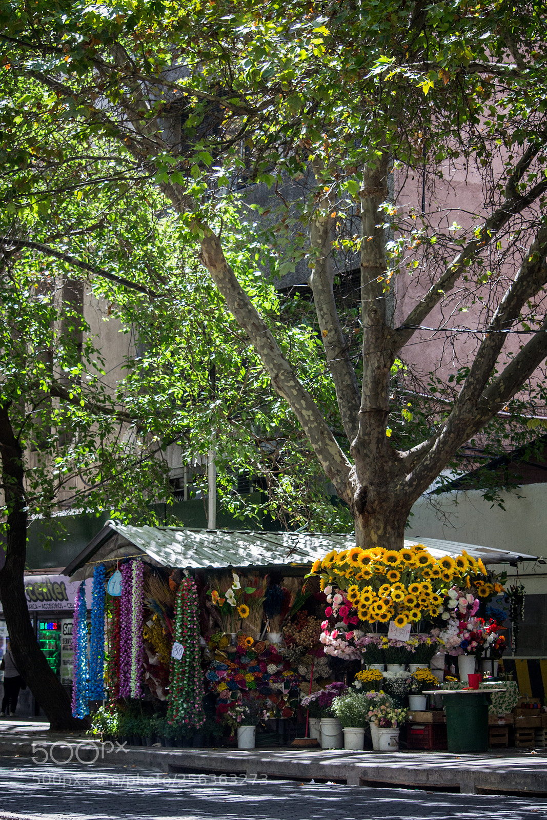 Nikon D3100 sample photo. Flower stand photography