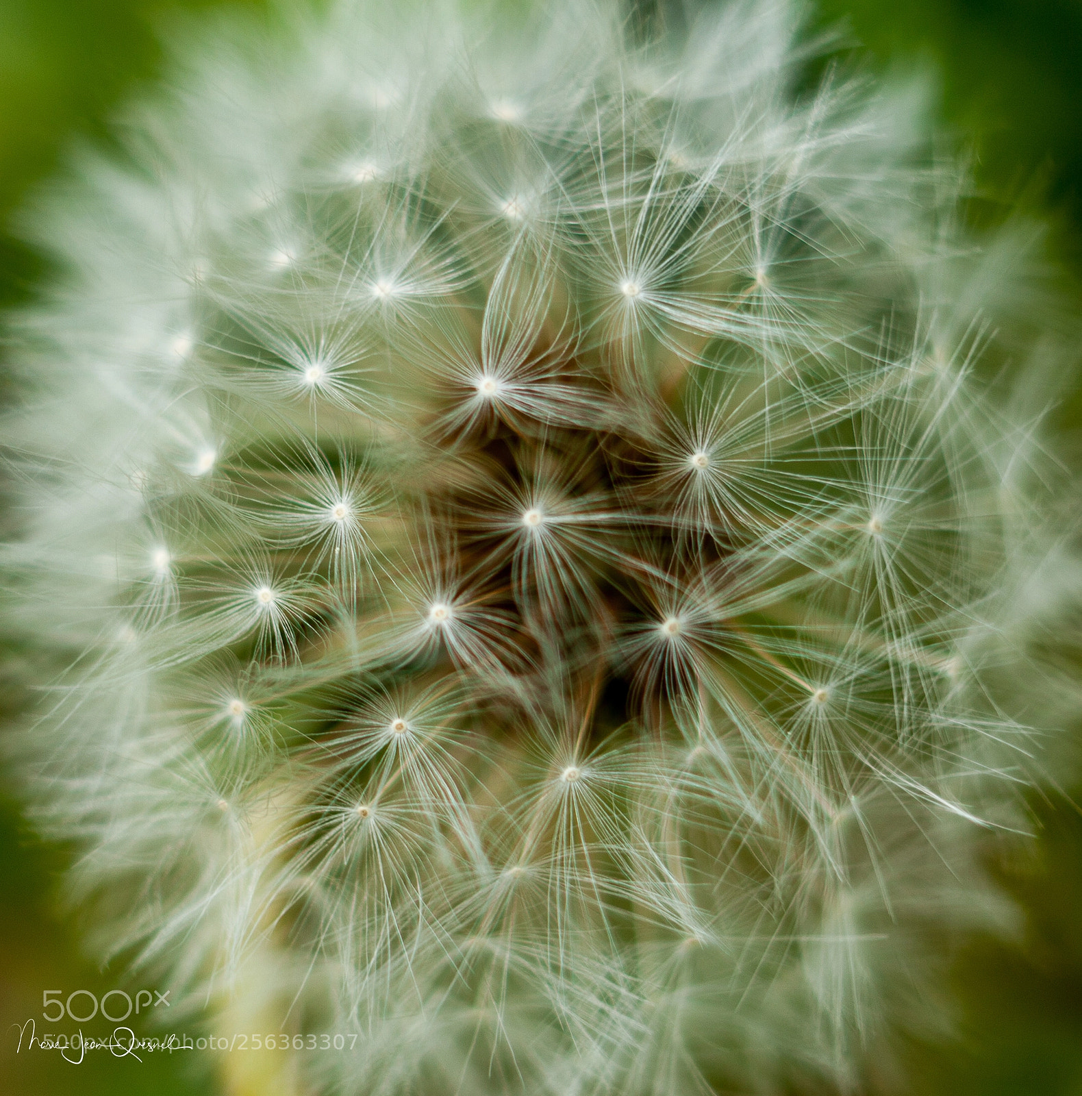 Canon EOS 5D Mark II sample photo. Fleur de pissenlit 2 photography