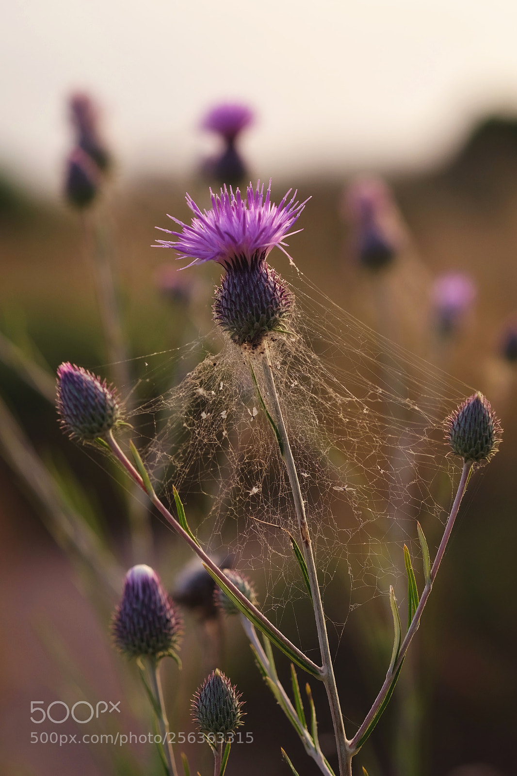 Fujifilm X-T1 sample photo. *** photography